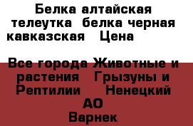 Белка алтайская телеутка, белка черная кавказская › Цена ­ 5 000 - Все города Животные и растения » Грызуны и Рептилии   . Ненецкий АО,Варнек п.